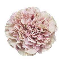 Babylon Carns White Flower Png Carnations Floral Design