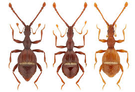 Image result for Pseudechinolaena