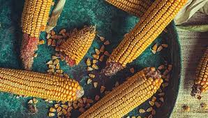 How much does 800 gm baby corn cost? Is Corn Good For You Nutrition Facts And More