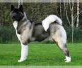 Akita Puppies for Sale from Reputable Dog Breeders