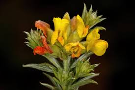 Image result for Pearsonia