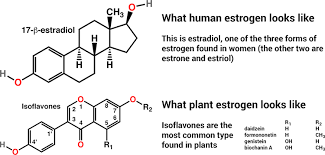 Estrogen Foods List 50 High Natural Phytoestrogen Sources