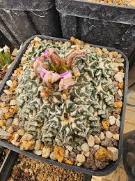 Image result for Kotschya carsonii