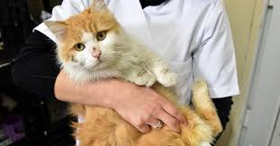 Duyarli Eskisehir Halki Engelli 32 Kedi Ve Kopegi Sahiplendi