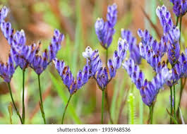 Image result for Burmannia