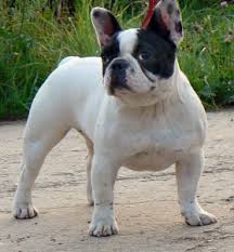 Westchster french bulldog is a small hobby breeding program located in westchester county, ny. French Bulldogs Old Bulldogs