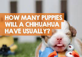 That may sound tiny, but chihuahua's moms still often need to have a cesarean section because the puppies' heads are large in comparison to the rest of their size. How Many Puppies Do Chihuahuas Have In A Litter Usually