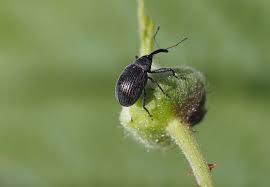 Image result for květopas jahodníkový