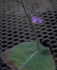 Image result for Streptocarpus eylesii