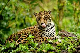 It's an uphill battle, jaguars offensive coordinator darrell bevell told usa today regarding tebow's chances of making the team. South American Jaguars Are Losing Critical Habitat Due To Agricultural Deforestation Pacific Standard