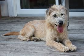 Wire Haired Terrier Mix Terrier Mix Dogs And Puppies Wire Haired Terrier