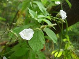 Image result for Merremia palmata