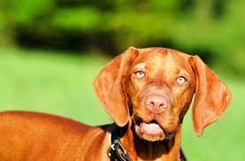 Image result for maďarský krátkosrstý ohař