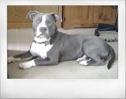 Pin By Ralph L On Bullies Pitbulls Blue Pitbull Pitbull Terrier