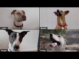 Maybe you would like to learn more about one of these? You Can Now Meet And Adopt A Dog On Zoom