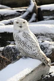 Snowy Owl In Boundary Bay Vancouver Snowy Owl Owl Pet Owl Photos