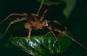 Bis 50 mm, spannweite der beine bis 130 mm. File Wandering Spider Phoneutria Fera 10623228224 Jpg Wikimedia Commons