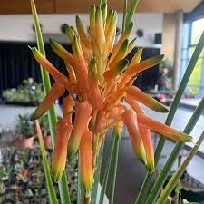 Image result for Aloe cooperi