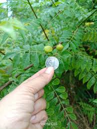 Image result for Harrisonia