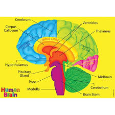 This part of the cerebrum interprets and sorts information from the senses. Top 10 Best Labeled Brain Models 2021 Bestgamingpro