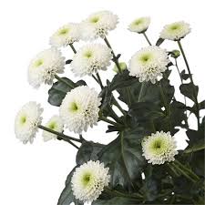 We did not find results for: White Button Spray Mums Florabundance Wholesale Flowers
