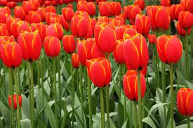 Flower Tulips Red Green Flower Images Free Red Tulips Flower Images