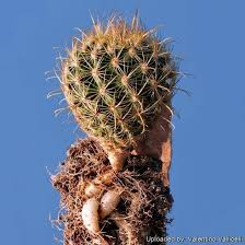 Image result for Scleria arcuata