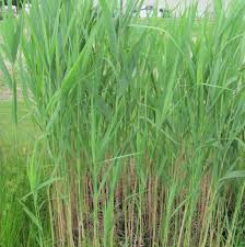 Image result for Phragmites mauritianus