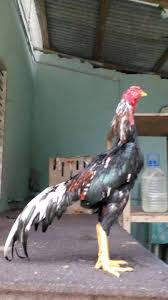 Dua kawasan perumahan di kuala langat yang dipasangkan kawat berduri tidak dikenakan perintah kawalan pergerakan. Ayam Sabung Laga Ahcai Langat Home Facebook