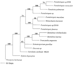 Image result for Macrotyloma daltonii