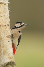 Spotted Bird With Red Patch On Back Of Head Great Spotted Woodpecker Spotted Woodpecker Woodpecker Beautiful Birds