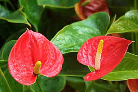 Jika saya sudah menemukan penciptanya yang cukup meyakinkan, saya akan tambahkan pada postingan ini. Mengenal 7 Jenis Anthurium Gelombang Cinta Adalah Salah Satunya