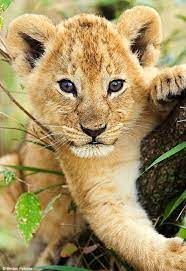 Cute Baby Lion Photo Cute Animals Photos Animals Cute Animals Animals Beautiful