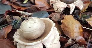 Image result for Geastrum triplex