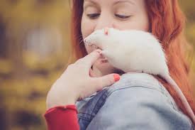 Learn how to take care of pets, read about common pet behavior. Pets For Kids The Top 13 Low Maintenance Animals Petspyjamas
