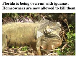 Iguanas on sensing the presence of these plants will want to look for a place that provides better feed for them. How To Get Rid Of Iguanas Arxiusarquitectura