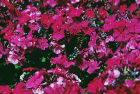 After all, these delicate flowers in their decoration are in the first place in popularity among other perennials soil. How To Transplant Phlox