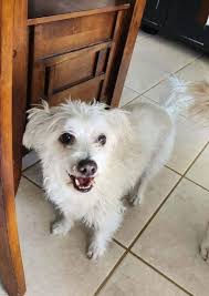 Lost Pet Millie in Chilton Area