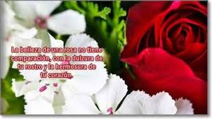 Rosas Con Frases De Amor Y Amistad Para Dedicar A Mi Novio Novia Rose Plants Flowers