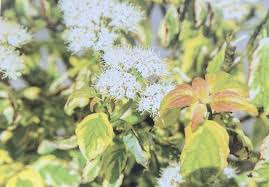 Cornus alternifolia 'golden shadows' has green and gold variegated leaves and grows 10 to 12 feet tall with a similar spread.; Cornus Alternifolia Golden Shadow