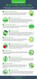15 Home Remedies Fur Uti Bei Hunden Die Sie Lieben Werden In 2020 Home Remedies For Fleas Dog Uti Dog Hot Spots