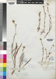 Image result for Denekia