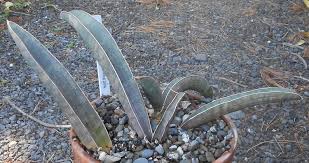 Image result for Sansevieria hallii