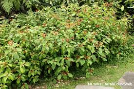 Image result for Hamelia patens