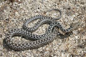 Commonly Encountered California Snakes