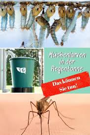Muckenlarven In Der Regentonne Regentonne Pflanzen Gegen Mucken Mucken