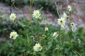 Image result for Cephalaria