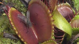 Check spelling or type a new query. Venus Flytrap Dionaea Muscipula Stock Footage Video 100 Royalty Free 1043635072 Shutterstock