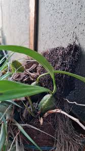 Image result for Bulbophyllum longiflorum