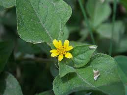 Image result for Calyptocarpus vialis